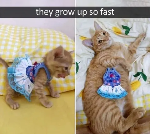 They Grow Up So Fast Cat