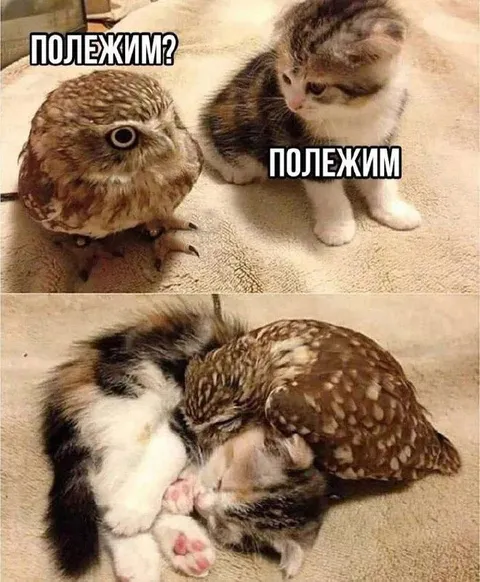 Полежим вместе с совой