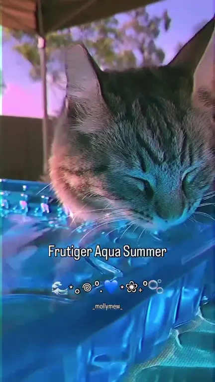 Frutiger Aqua Summer Cat