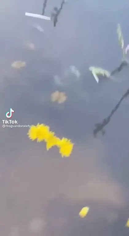 Лягушка под водой с цветком