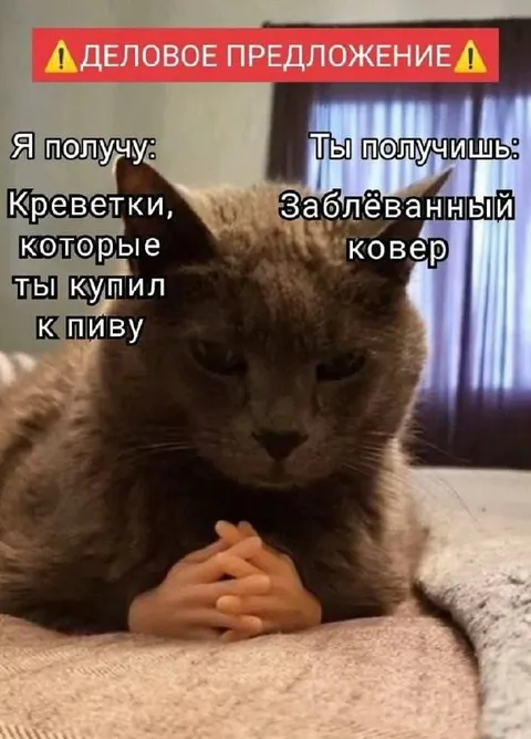 Деловое предложение с котом