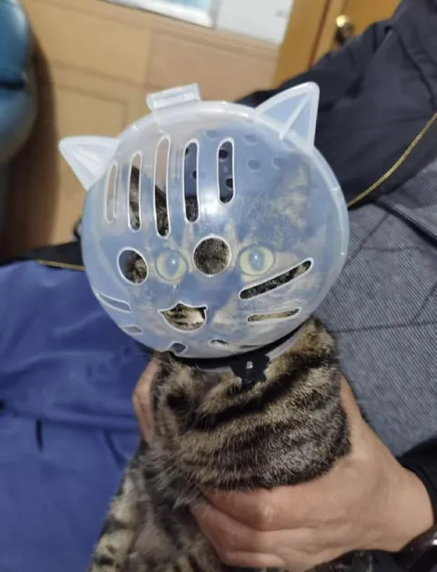 Кот в прозрачном шлеме