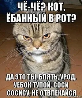 Злой кот ругается