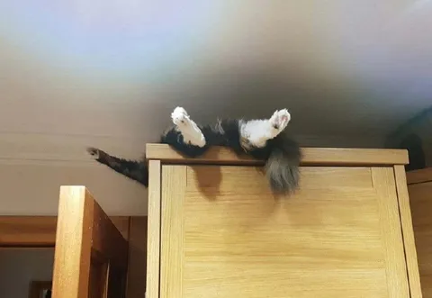 Кот застрял за шкафом