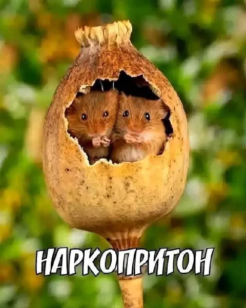 Наркопритон в кокосе