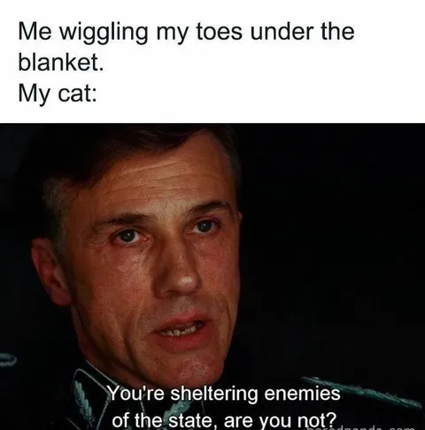 Cat Under the Blanket Interrogation