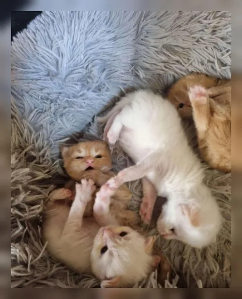 Котята устроили хаос