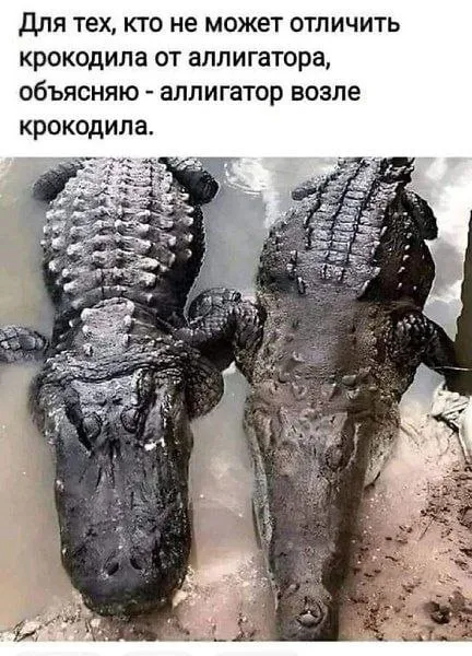 Аллигатор возле крокодила