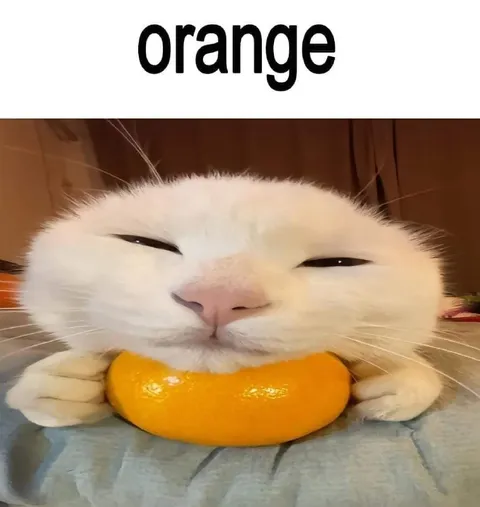 Cat Holding an Orange