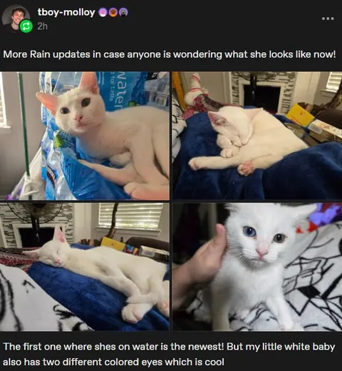 Little White Cat With Different Eyes