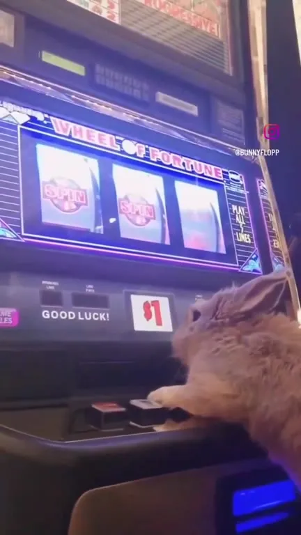 Bunny Plays the Slot Machine