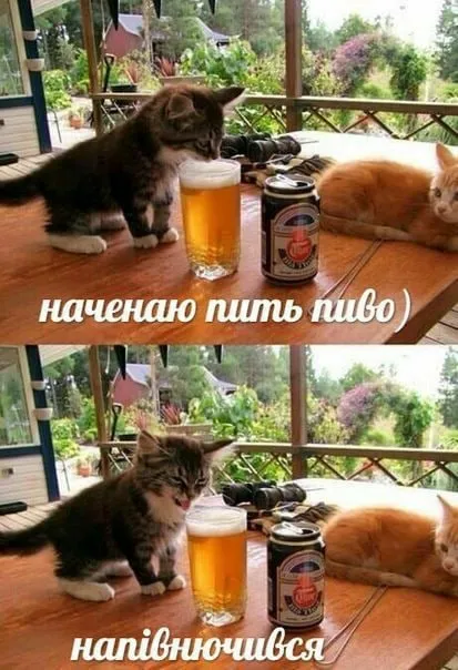 Коты начали пить пиво