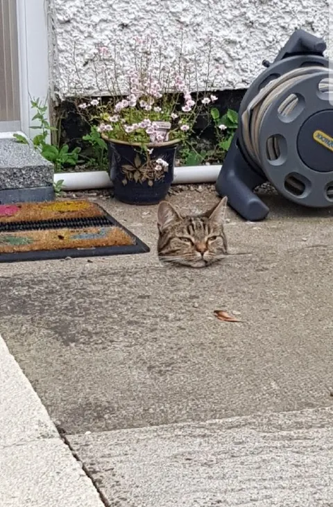 Кот потерял тело