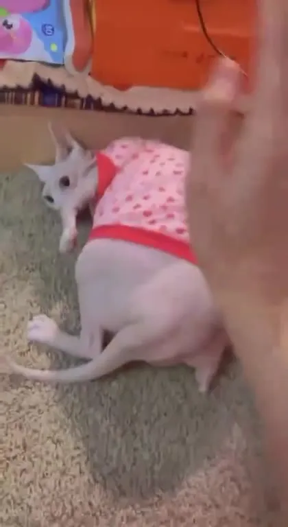 Кот в розовой кофточке
