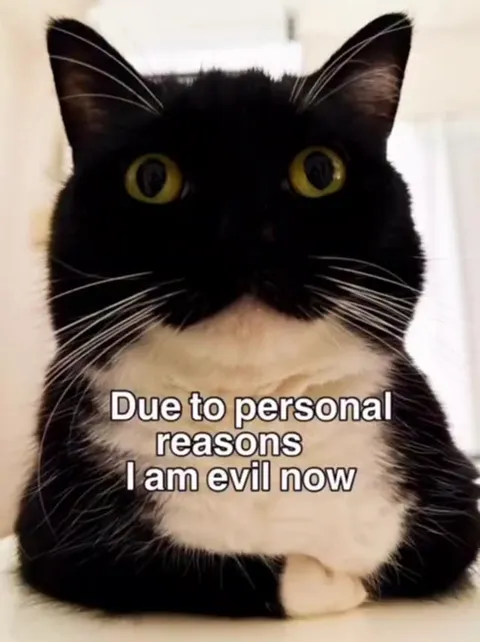 Due to Personal Reasons, Evil Cat