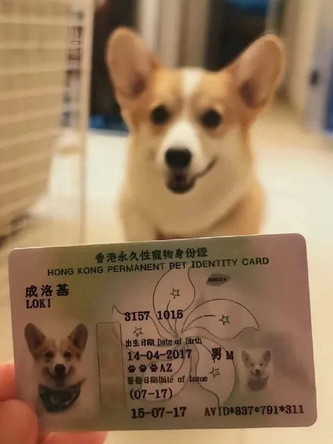 Hong Kong Permanent Pet Identity Card