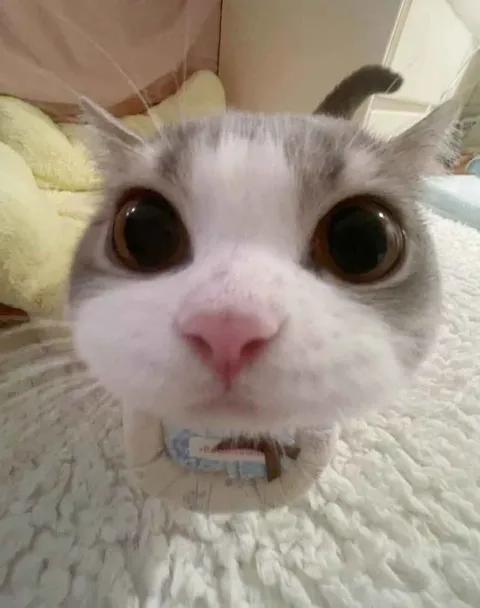 Кот с огромными глазами