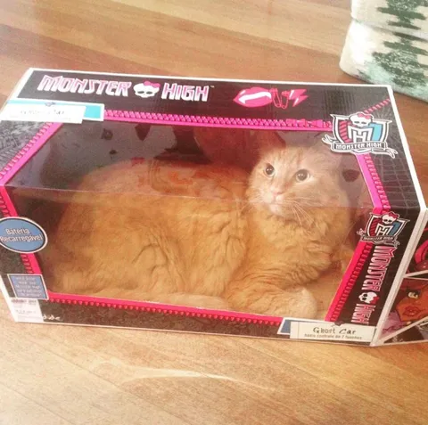 Cat in a Monster High Box