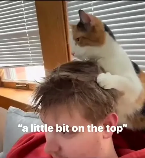 Cat Gives a Little Haircut