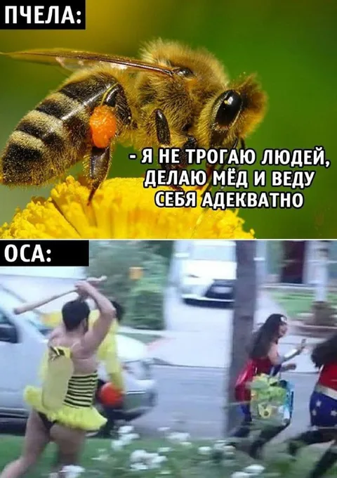 Пчела против осы
