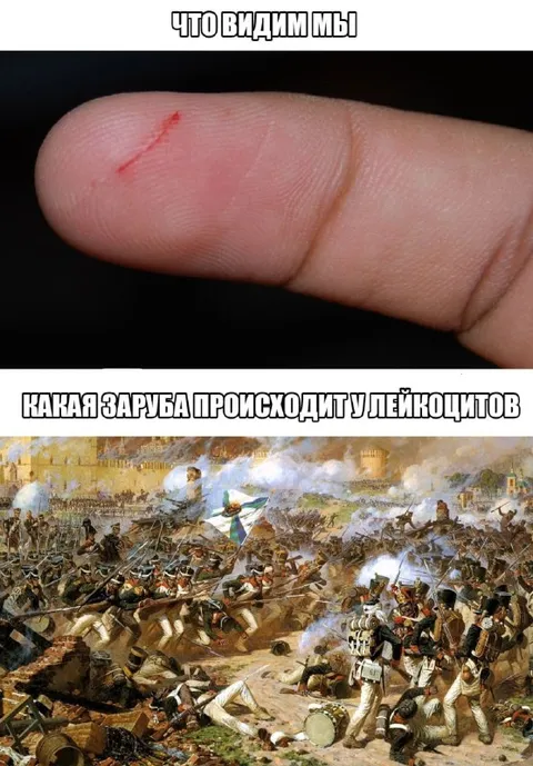 Заруба у лейкоцитов
