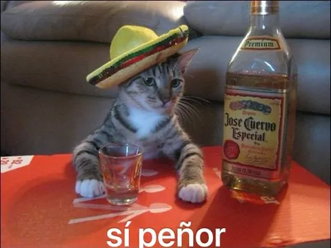Gato dice sí peñor