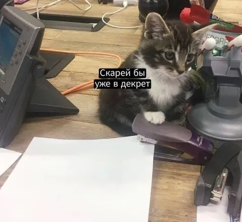 Котёнок хочет в декрет