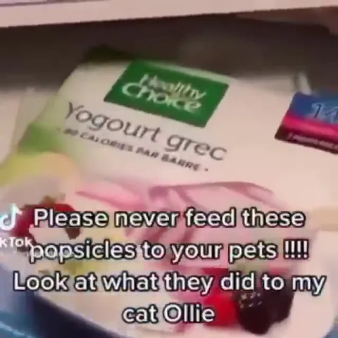 Cat Eats a Yogurt Popsicle