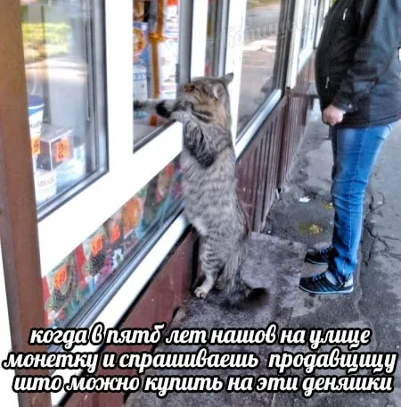 Кот с монеткой у магазина