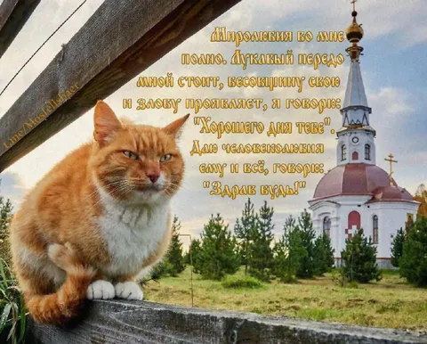 Миролюбивый кот у церкви