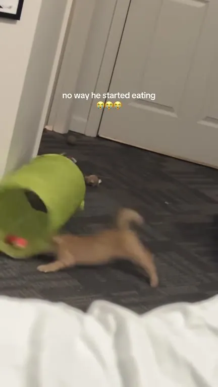 Kitten Starts Eating in the Tunnel