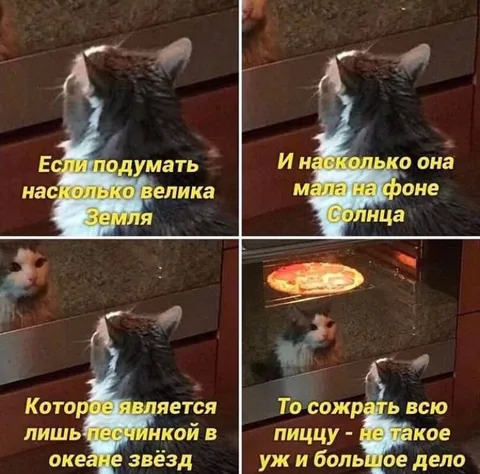 Кот осознал масштаб пиццы