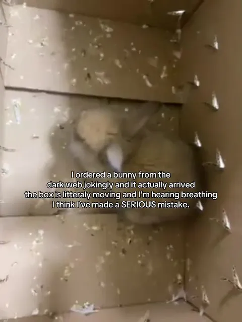 Dark Web Bunny Delivery