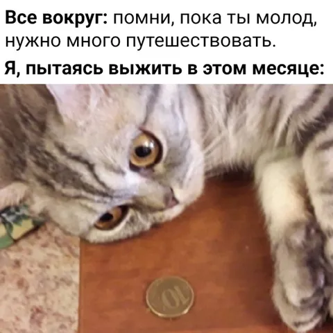 Кот пытается выжить в месяце