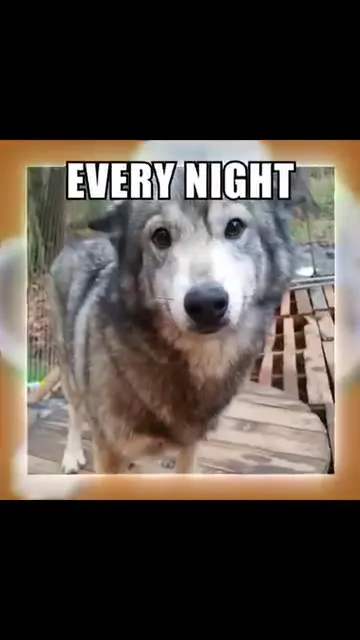Every Night Wolf Espresso