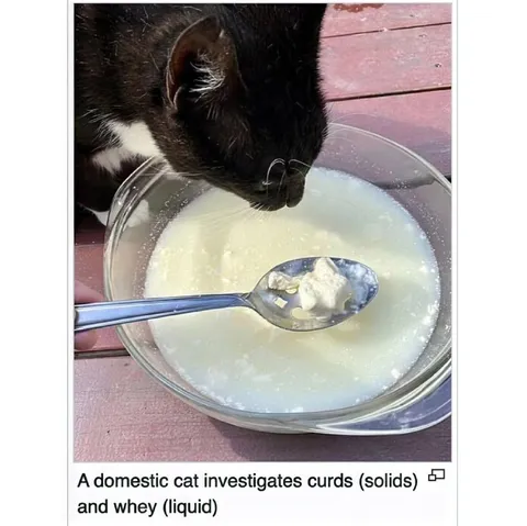 Cat Investigates Curds and Whey