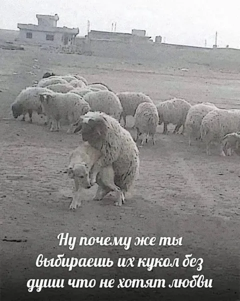 Куклы без души