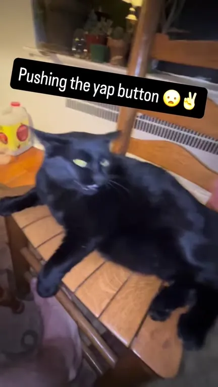 Pushing the Cat’s Yap Button