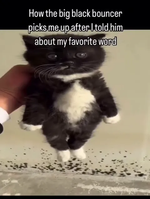 Big Black Bouncer Cat