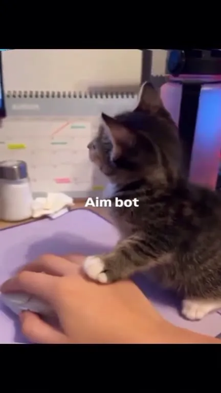 Aim Bot Cat