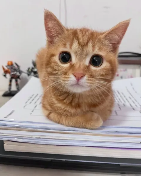 Котик на важных документах