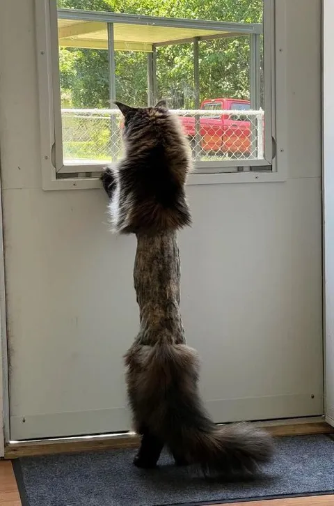 Кот, который слишком долго растёт