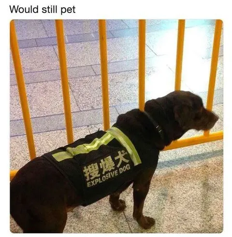 Would Still Pet Explosive Dog
