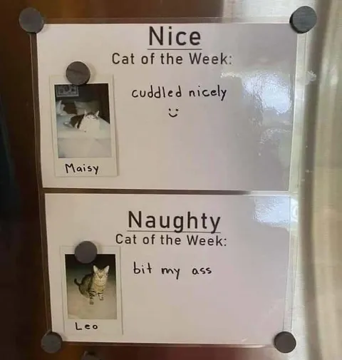 Nice Cat, Naughty Cat