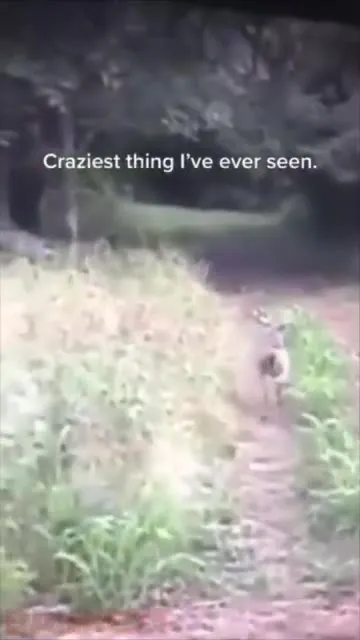 Craziest Thing I've Ever Seen