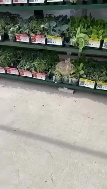 Rabbit Hiding Among the Plants