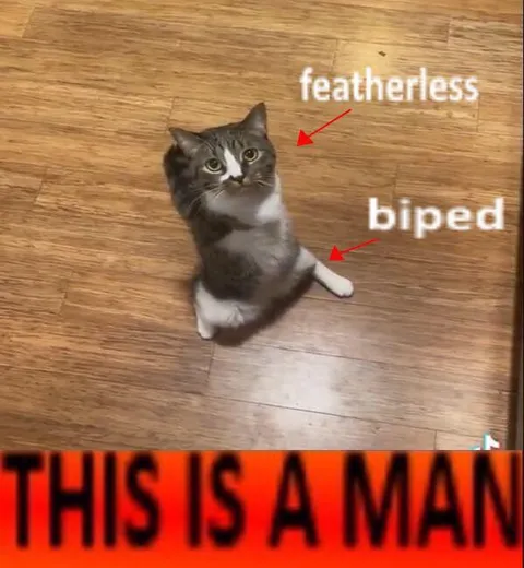Featherless Biped Cat Man