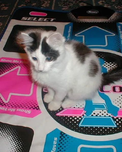 Kitten on a Game Board