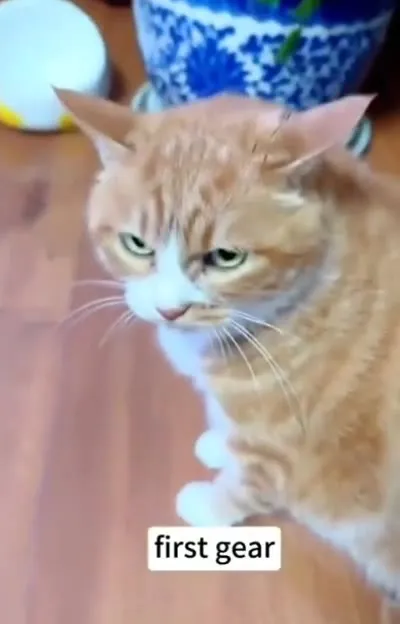 Cat Shifts Into Fifth Gear