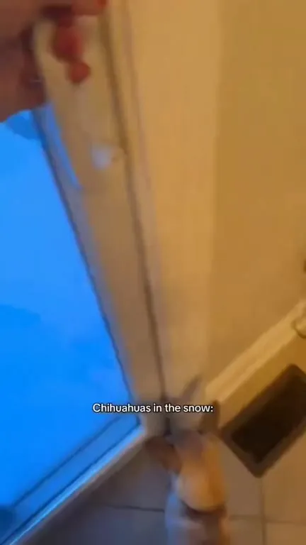 Dogs Experiencing Snow for the First Time